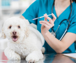dog vaccinations in North Liberty