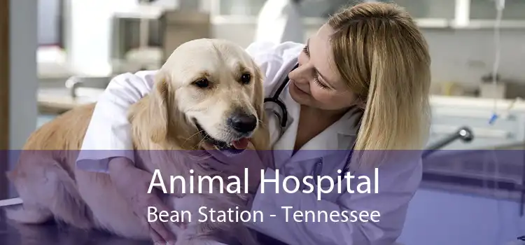 Animal Hospital Bean Station - Tennessee