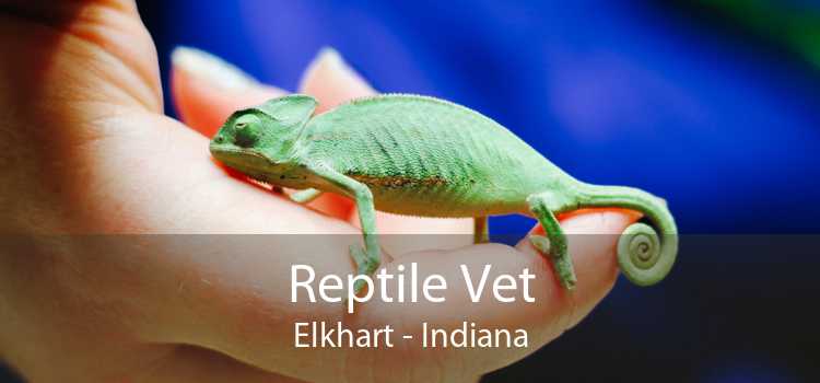 Reptile Vet Elkhart - Indiana